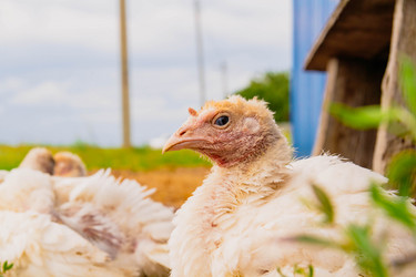 Similar image 21820908