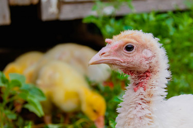 Similar image 21820936