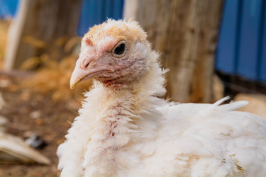 Similar image 21819676