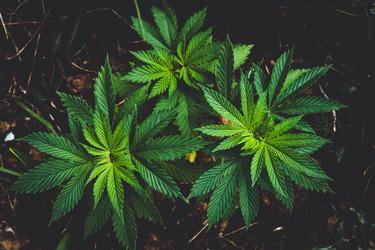 Similar image 21819719