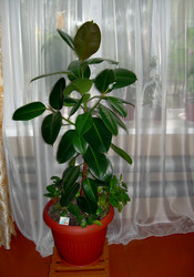 Similar image 21819086