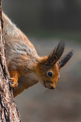 Similar image 21818065