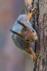 Similar image 21818073