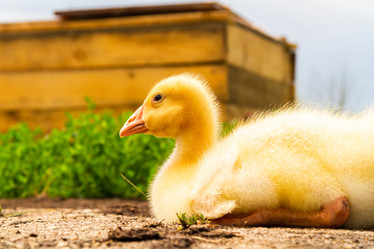 Similar image 21824935