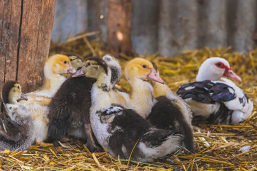 Similar image 21824965