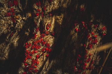 Similar image 21824407