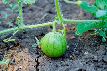 Similar image 21824496