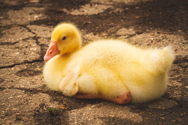 Similar image 21824510