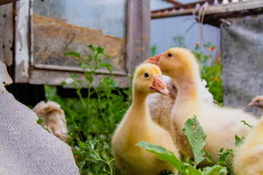 Similar image 21824530