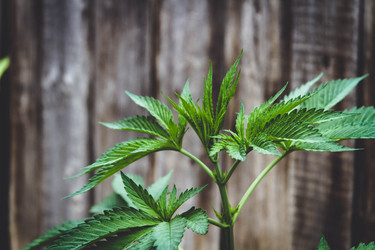 Similar image 21824972