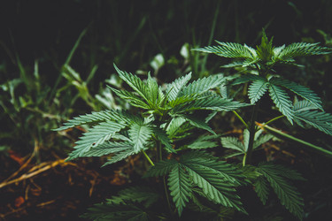 Similar image 21824973