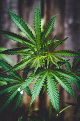 Similar image 21822554