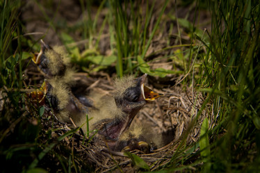 Similar image 21818772