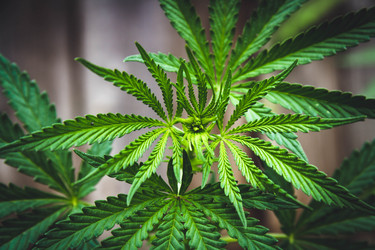 Similar image 21824557