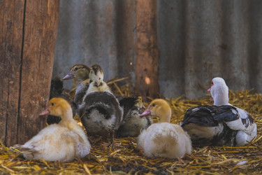 Similar image 21824558