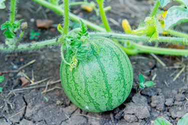 Similar image 21824568