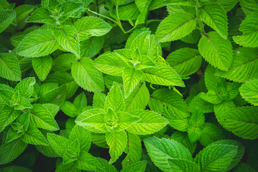 Similar image 21824618