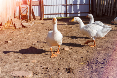 Similar image 21825182