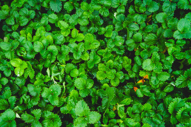 Similar image 21825192