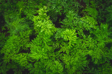 Similar image 21825208