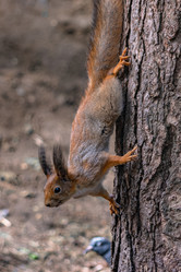 Similar image 21820068