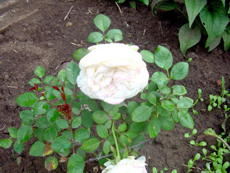 Similar image 21819291