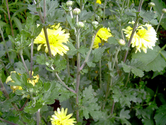 Similar image 21819302