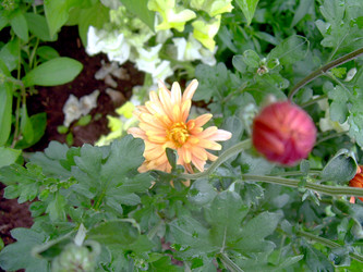 Similar image 21819304