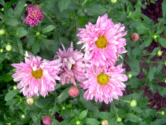 Similar image 21819309