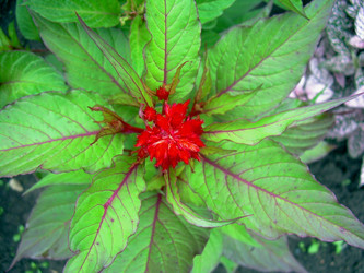 Similar image 21819315