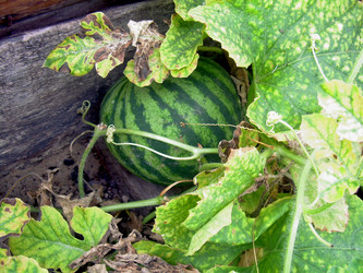 Similar image 21819328