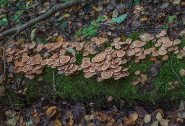 Similar image 21820154