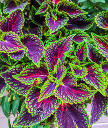 Similar image 21820171