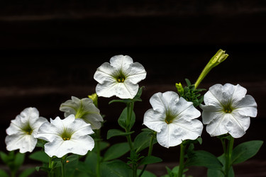 Similar image 21819842