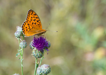 Similar image 21821792