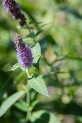 Similar image 21827534