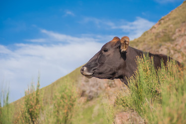 Similar image 21827552