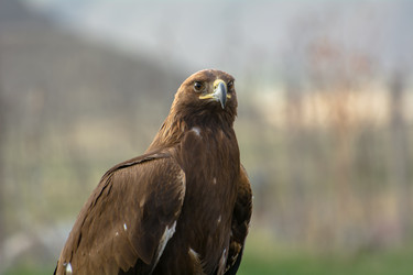 Similar image 21827559