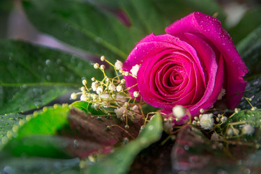 Similar image 21827603