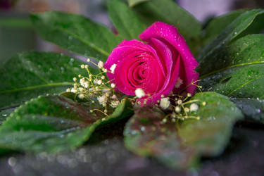 Similar image 21827604