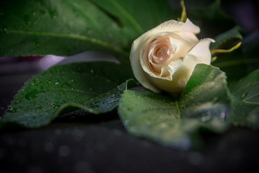 Similar image 21827621