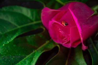 Similar image 21827623