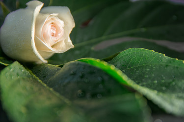 Similar image 21827625