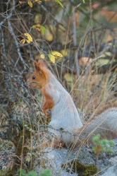 Similar image 21827632