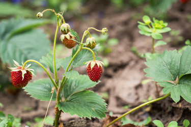 Similar image 21823994