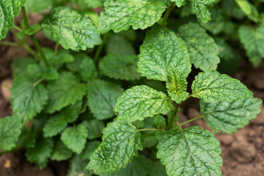 Similar image 21824003