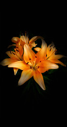 Similar image 21822433