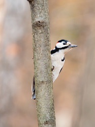 Similar image 21822409