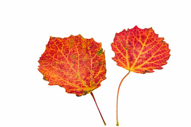 Similar image 21824053