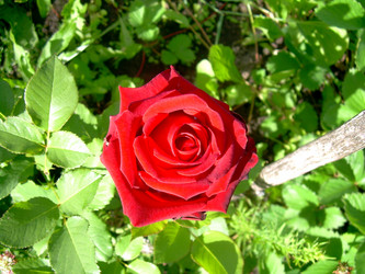 Similar image 21822573